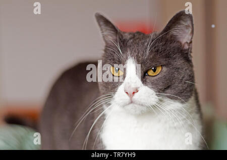 Mürrisch, schöne, weiße und graue Katze mit orangefarbenen Augen Stockfoto