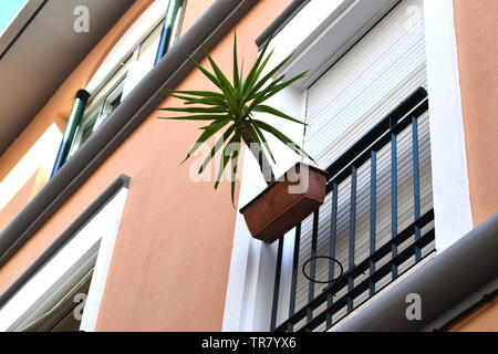 Ibiza Palme auf dem Balkon/Terasse/Ibiza Palm Tree auf dem Balkon/Terrasse/Pflanze/Werk/Gitter/Hauswand/Haus Wand-/Pflanzmaschine/Übertop Stockfoto