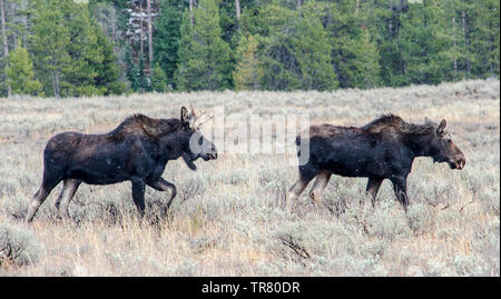 Elche (jungen Hirsch und eine Kuh) Beweidung im Grand Teton National Park im US-Bundesstaat Wyoming Stockfoto