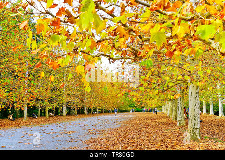 Blick auf den schönen Garten mit bunten Bäume im Herbst in Shinjuku Gyoen Garden in Tokio, Japan. Stockfoto