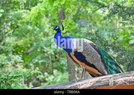 Pfau Pavo cristatus Sitzen auf Holz Stockfoto