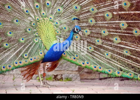 Pfau Pavo cristatus mit ausgebreiteten Flügeln Stockfoto