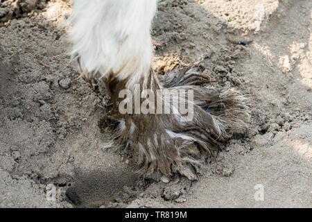 Sehr schmutzig von einem weißen Hund im Schlamm bedeckt Stockfoto