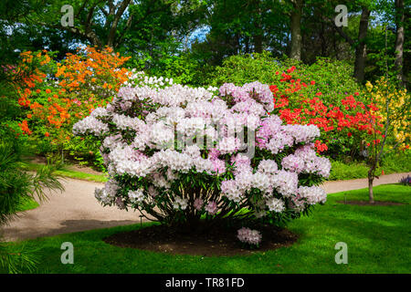 Azaleen und Rhododendren blühen im Frühling Garten. Stockfoto