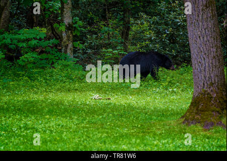 Ein großer schwarzer Bär auf der Kante einer denken Wald auf der Templeton Homestead in Cades Cove Tal, Tennessee gesehen Stockfoto