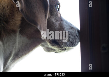 Close-up von Beagle Kopf. Hund ist auf der Suche. Stockfoto