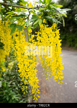 Goldregen Vossii Golden Rain Tree, Großbritannien Stockfoto