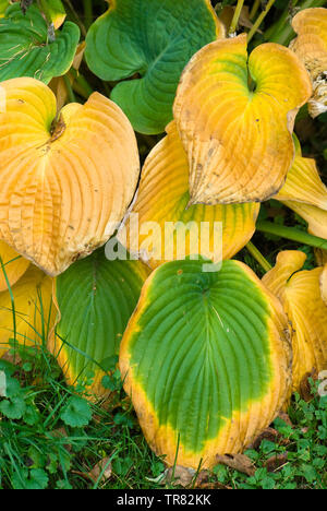 Hosta Blätter im Herbst Stockfoto