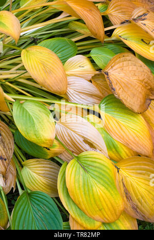 Hosta Blätter im Herbst Stockfoto