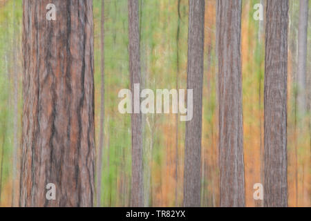 Soft Focus von Longleaf Kiefern (Pinus palustris), Weymouth Woods Sandhills Nature Preserve, NC, USA, von Bill Lea/Dembinsky Foto Assoc Stockfoto