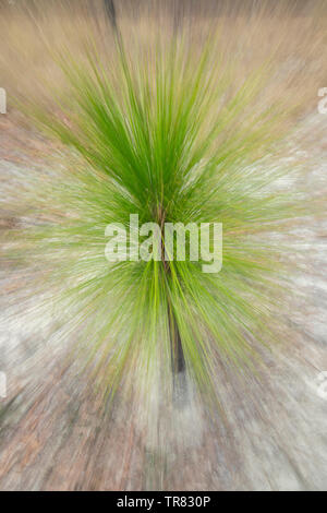 Setzlinge longleaf Kiefer (Pinus palustris), Weymouth Woods Sandhills Nature Preserve, NC, USA, von Bill Lea/Dembinsky Foto Assoc Stockfoto
