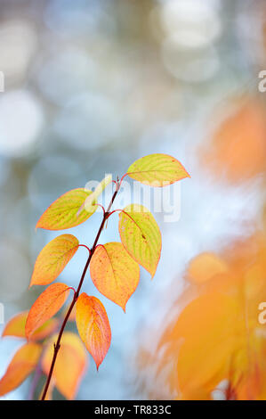 Sibirische Hartriegel (Cornus alba) Blätter im Herbst Farben. Selektiver Fokus und flache Tiefenschärfe. Stockfoto