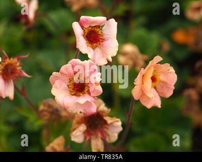 Schöne rosa Geum Blumen in einem Garten Stockfoto