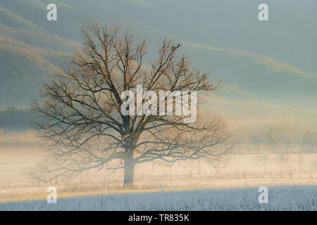 Weiße Eiche (Quercus alba), frostigen Morgen, Hyatt Lane, Cade's Cove, Great Smoky Mountains National Park, TN, USA, von Bill Lea/Dembinsky Foto Assoc Stockfoto