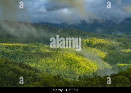 Feder, Foothills Parkway, Great Smoky Mountains Nationalpark, TN, USA, von Bill Lea/Dembinsky Foto Assoc Stockfoto