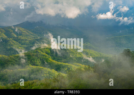 Feder, Foothills Parkway, Great Smoky Mountains Nationalpark, TN, USA, von Bill Lea/Dembinsky Foto Assoc Stockfoto