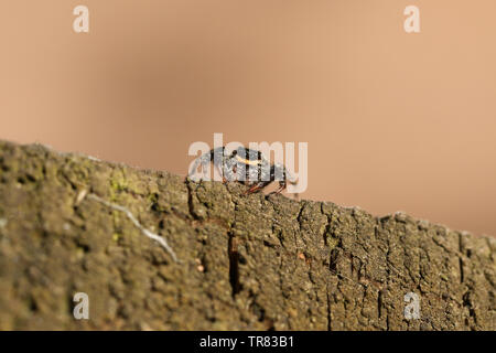 Ein niedliches fencepost Jumping Spider, Marpissa muscosa, Jagd auf einem hölzernen Zaun am Rande des Waldes. Stockfoto