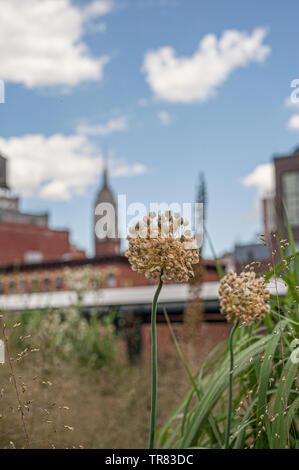 High Line Park in NYC Stockfoto