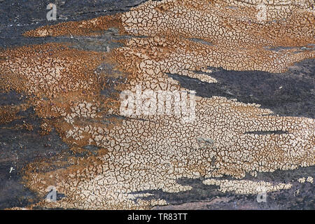 Merismodes anomala, eine kleine Schale geformte cyphelloid Pilz, Formen verpackt Wucherungen mit winzigen Obst stellen Stockfoto