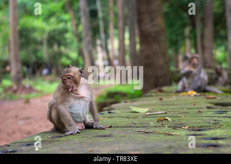 Macaque Affen sitzen außerhalb von Bayon Tempel, Angkor Thom, Provinz Siem Reap, Kambodscha, Indochina, Südostasien, Asien Stockfoto