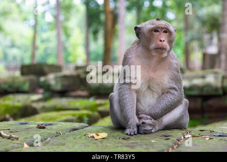 Macaque Affen sitzen außerhalb von Bayon Tempel, Angkor Thom, Provinz Siem Reap, Kambodscha, Indochina, Südostasien, Asien Stockfoto