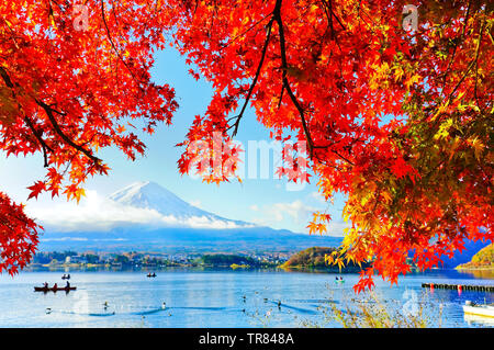 Blick auf die Ahorn Blätter im Herbst am See Kawaguchi in Japan mit dem Berg Fuji im Hintergrund. Stockfoto