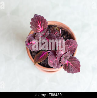 China Rose Solenostemon, allgemein bekannt als Coleus, in einem terracotta Blumentopf. Stockfoto