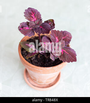 China Rose Solenostemon, allgemein bekannt als Coleus, in einem terracotta Blumentopf. Stockfoto