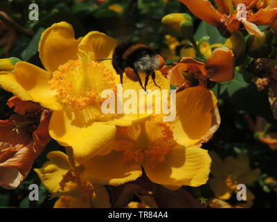 Biene Landung Pollen von Blumen zu sammeln Stockfoto