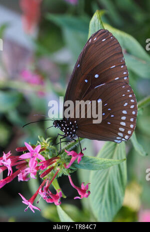 Gemeinsame Krähe Schmetterling (Euploea core) Fütterung mit rosa Blüten. Stockfoto