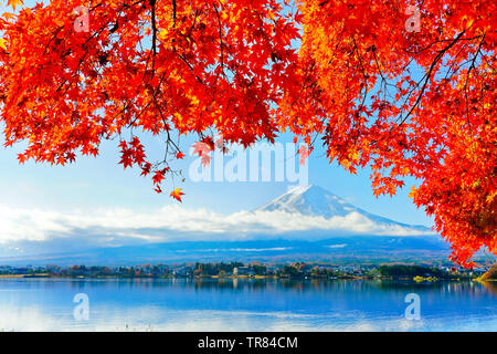 Blick auf die Ahorn Blätter im Herbst am See Kawaguchi in Japan mit dem Berg Fuji im Hintergrund. Stockfoto