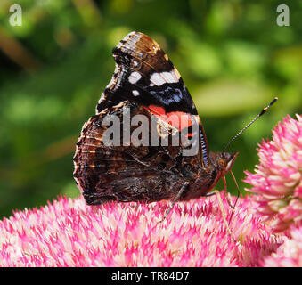 Red Admiral, Flügel geschlossen, Fütterung auf die rosa Blüten der Sedum Hylotelephium Spectabile (brillante Gruppe) andernfalls bekannt als Ice-Werk oder fetthenne. Stockfoto