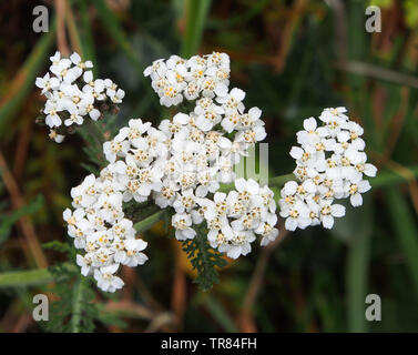 Die weißen Blüten der Gemeinsamen Schafgarbe (Achillea millefolium) Pflanze, wachsen wild in Dartmoor, Großbritannien. Stockfoto