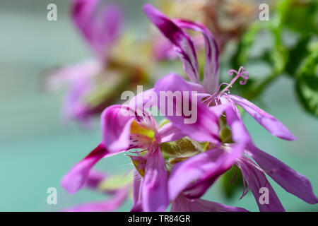 Rosa Rose Geranium aus Südafrika Stockfoto