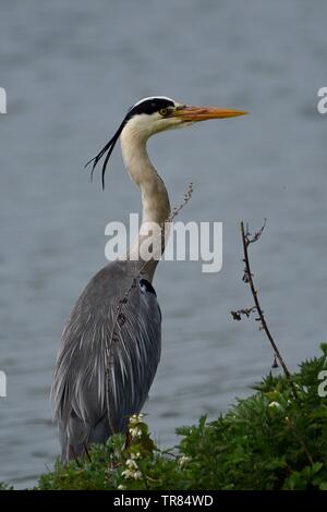 Reiher am Wasser Stockfoto