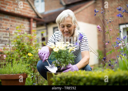 Ältere Frau Blumenerde Pflanzen im Garten zu Hause Stockfoto