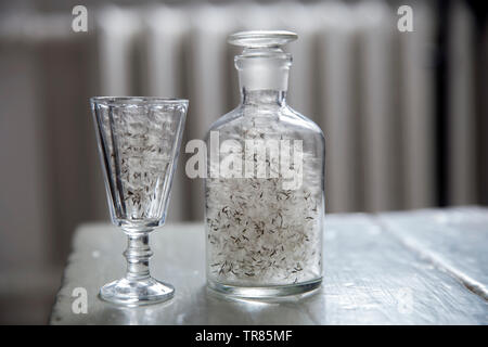 Löwenzahn Fussel in einem Glas aus Damast und Glas Stockfoto