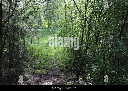 Ein Waldweg führt hinunter in ein Feld. Stockfoto
