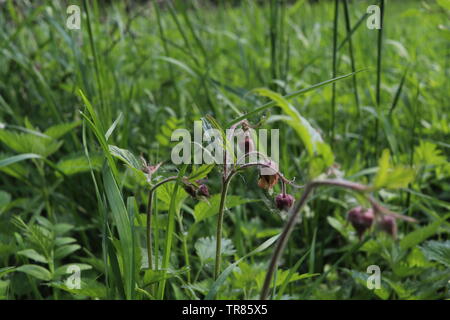 Berry Blüten, die sich in Richtung einer grasbewachsenen Boden. Stockfoto