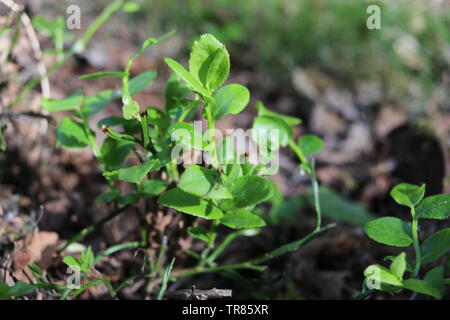 Heidelbeeren Pflanzen im hellen Sonnenlicht. Stockfoto