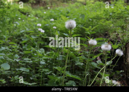 Blumen in weißen Kugeln der Samen auf der grünen Wiese. Stockfoto