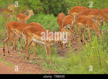 Gemeinsame Impala (Aepyceros melampus) erwachsenen Weibchen mit gehört Lake-Mburo-Nationalpark, Uganda November Stockfoto
