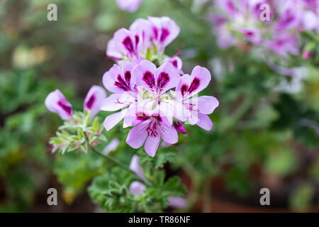 Nahaufnahme von Pelargonium Copthorne Stockfoto