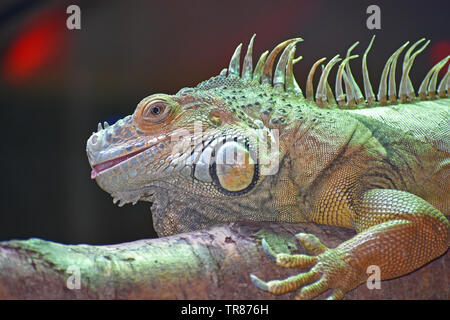 Grüner Leguan - liegend auf Zweig Stockfoto