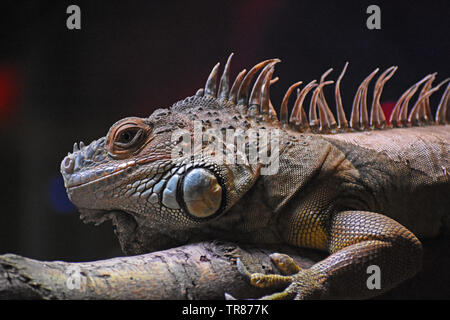 Grüner Leguan - liegend auf Zweig Stockfoto