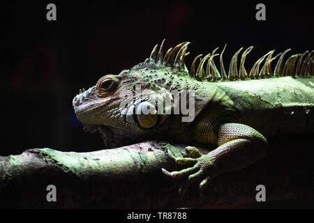 Grüner Leguan - liegend auf Zweig Stockfoto