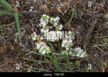 Die seltenen Pflanzen, Korallen Kette (Illecebrum Verticillatum) an Broxhead Gemeinsame in Hampshire, Großbritannien, im Mai Stockfoto