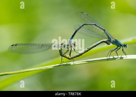 Gemeinsame blau damselflies (Enallagma cyathigerum) passende Paar auf Schilf neben einem Teich, Mai, Großbritannien Stockfoto