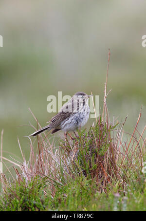 Wiesenpieper, Anthus pratensis, Alleinstehenden stehen auf Heidekraut. Tomintoul, Schottland, Großbritannien. Stockfoto