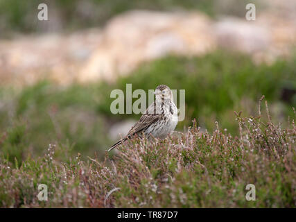 Wiesenpieper, Anthus pratensis, Alleinstehenden auf Heidekraut. Die Highlands, Schottland, Großbritannien. Stockfoto